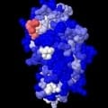 © Foto Fraunhofer IZI 3-D Kalottenmodell eines Sojaantigens. Die von Antikörpern der Patientenseren am häufigsten erkannten Bereiche sind weiß oder sogar rot dargestellt, nicht erkannte Bereiche sind blau eingefärbt.